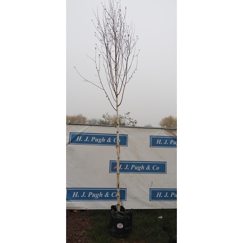 114 - Betula Utilis Snow Queen 15ft