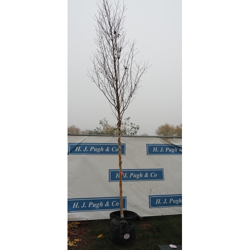 115 - Betula Fascination 16ft