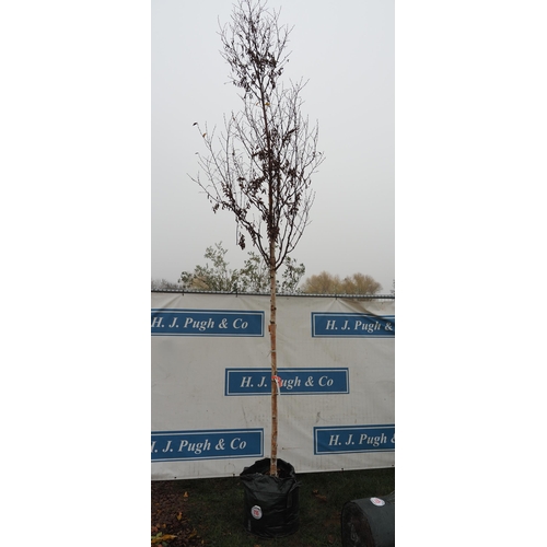 116 - Betula Fascination 16ft