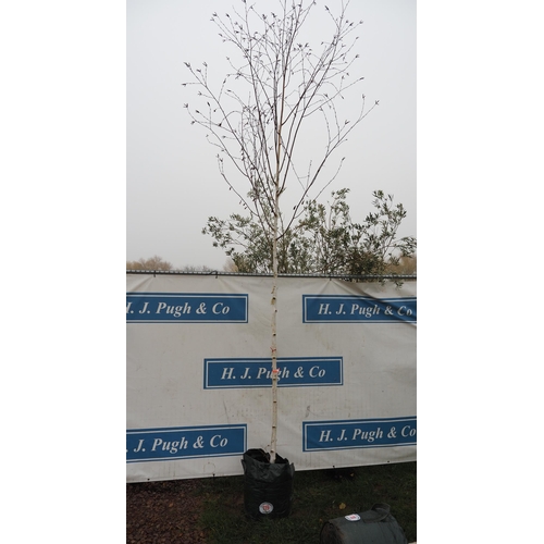 119 - Betula Utilis Snow Queen 15ft