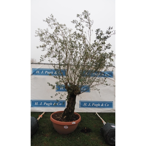 120 - Specimen olive tree 12ft