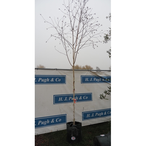 122 - Betula Utilis Snow Queen 14ft