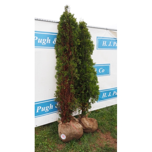 125 - Leylandii rootball 6ft