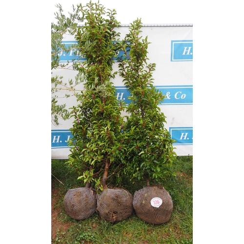 126 - Prunus rootball 7ft - 3