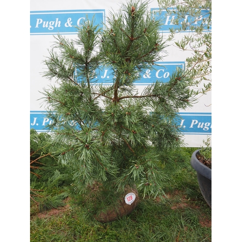 128 - Scots Pine rootball 6ft