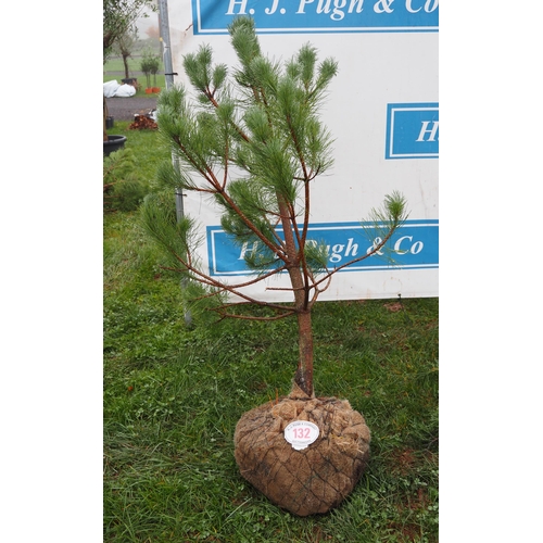 132 - Scots Pine rootball 5ft