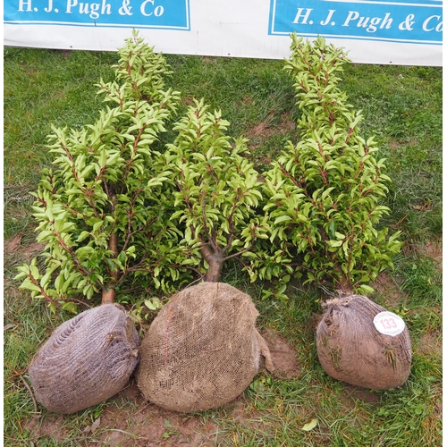 133 - Prunus rootball 5ft - 3