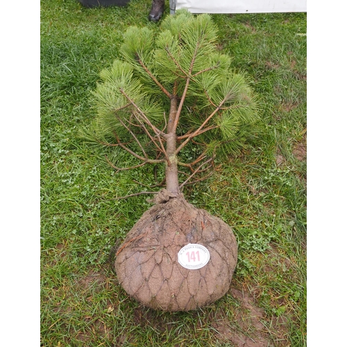 141 - Scots Pine rootball 5ft