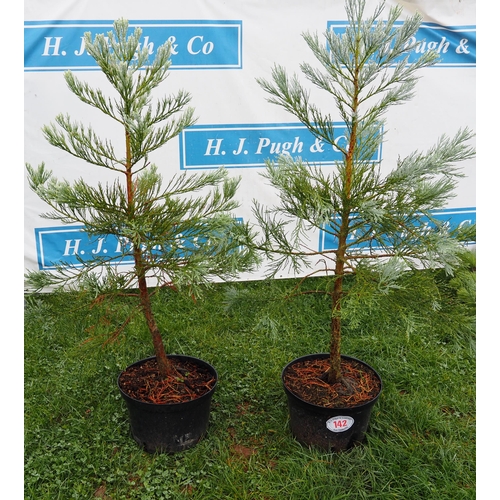 142 - Juniperus trees 5ft - 2