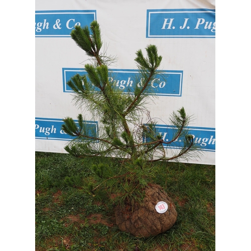 143 - Scots Pine rootball 4ft