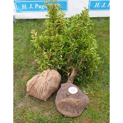 150 - Prunus rootball 8ft - 2