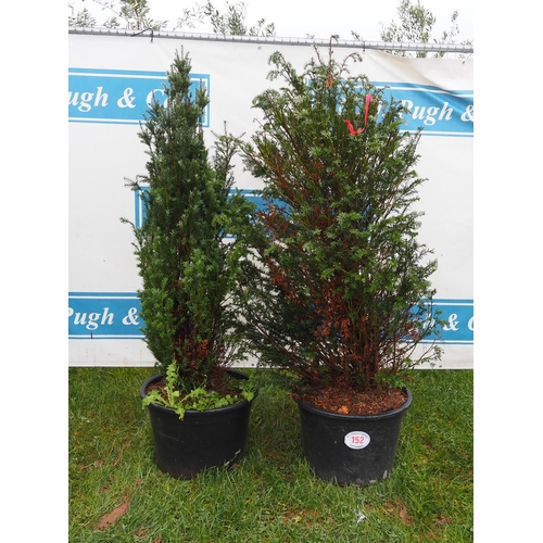 152 - Taxus 5ft - 2