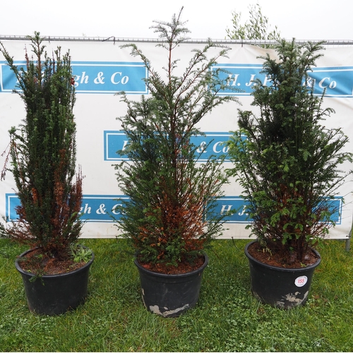 155 - Taxus 5ft - 3