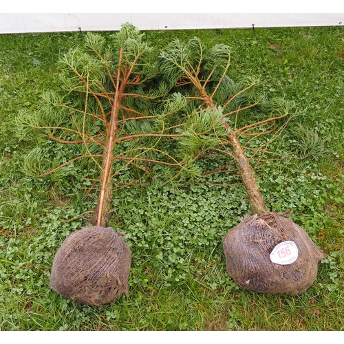 156 - Juniperus rootball 5ft - 2