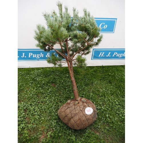 160 - Scots Pine rootball 4'6