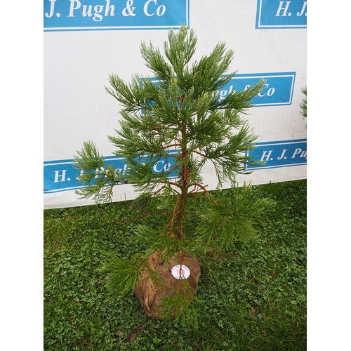 161 - Juniperus rootball 4ft