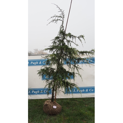 162 - White Pine rootball 10ft