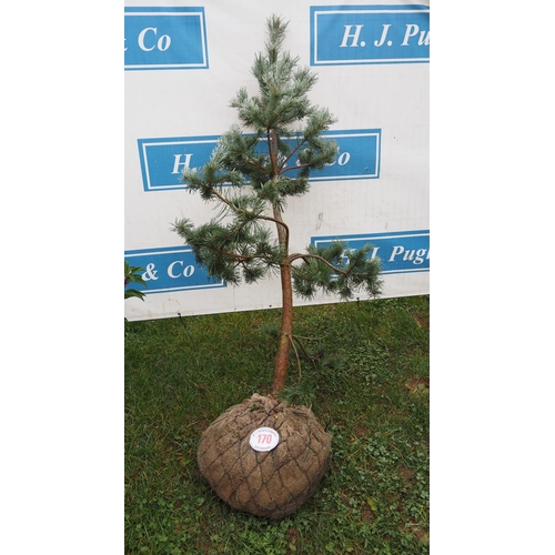 170 - Scots Pine rootball 6ft