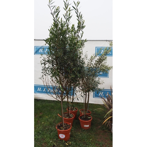 176 - Olive trees 6ft - 5