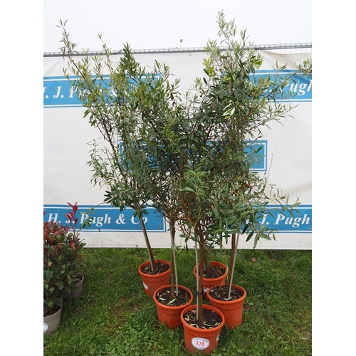 178 - Olive trees 6ft - 5