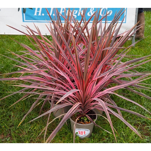 181 - Cordyline - 5