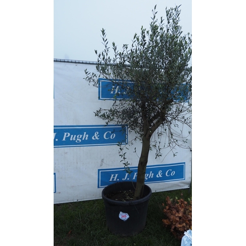 345 - Standard olive tree 7ft