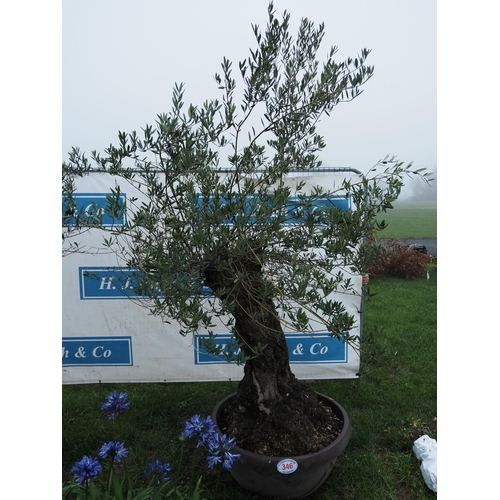 346 - Specimen olive tree 8ft