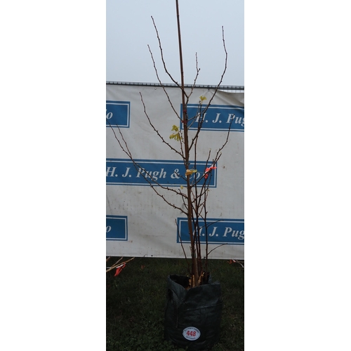 448 - Ginkgo Biloba 5ft