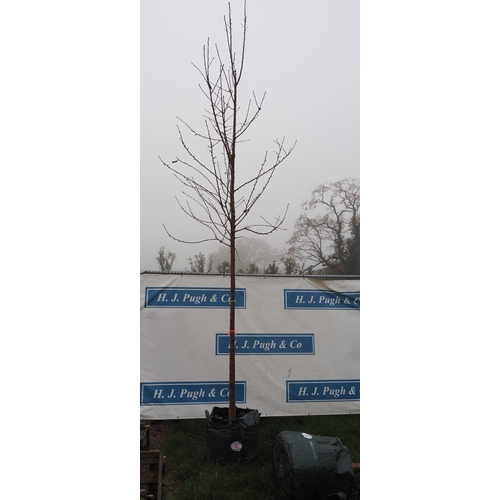 45 - Prunus Avium Plena 14ft