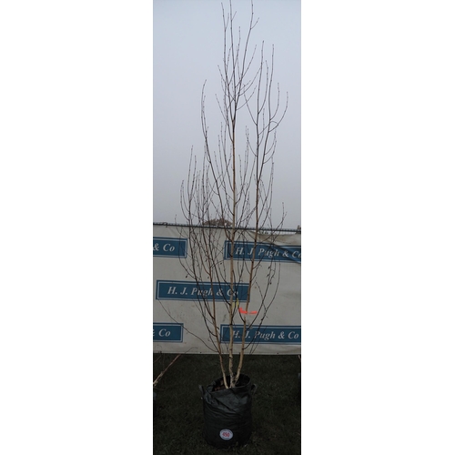 450 - Betula Utilis 10ft