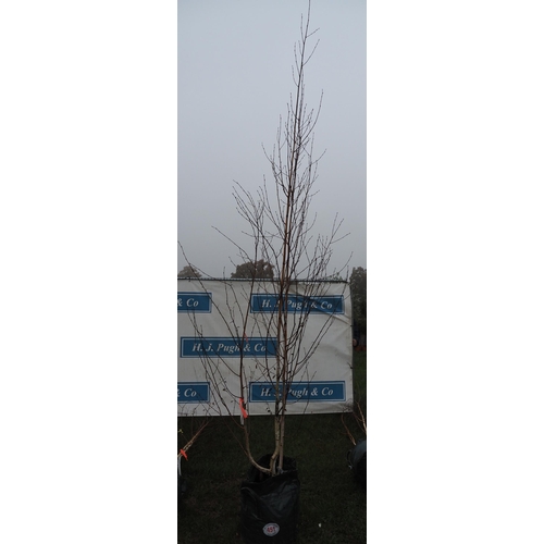 451 - Betula Utilis 10ft