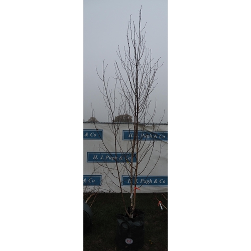 452 - Betula Utilis 10ft