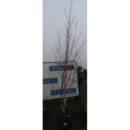 453 - Betula Utilis 10ft