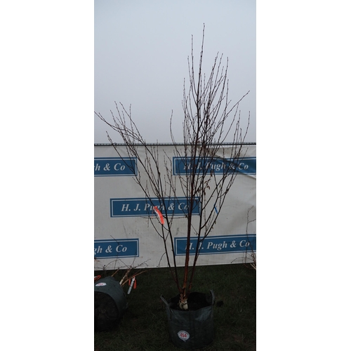 454 - Betula Fascination 8ft