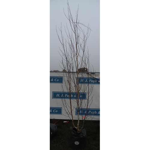 455 - Betula Utilis 10ft