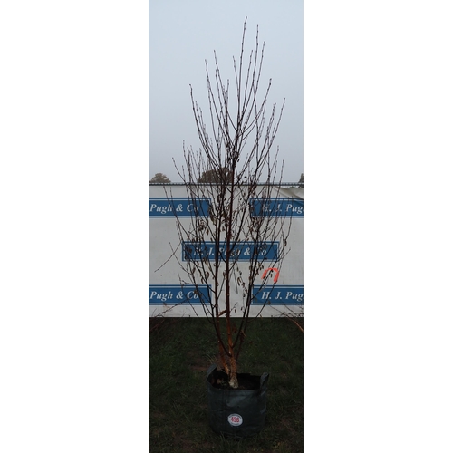 456 - Betula Fascination 8ft