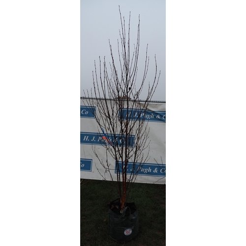 457 - Betula Fascination 8ft