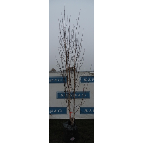 458 - Betula Utilis 10ft