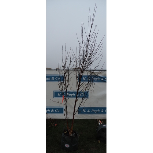 459 - Betula Fascination 10ft