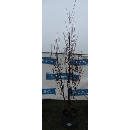 460 - Betula Fascination 10ft