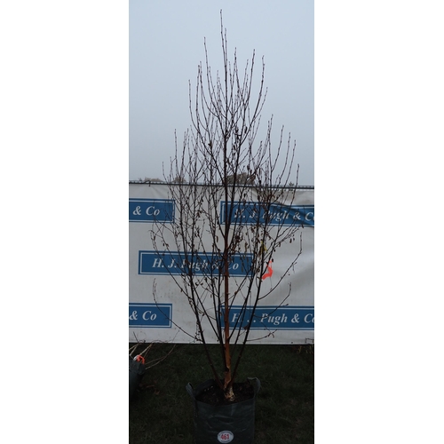 461 - Betula Fascination 10ft