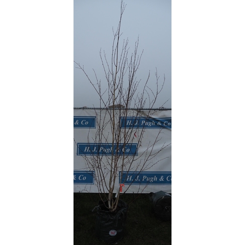 462 - Betula Utilis 10ft