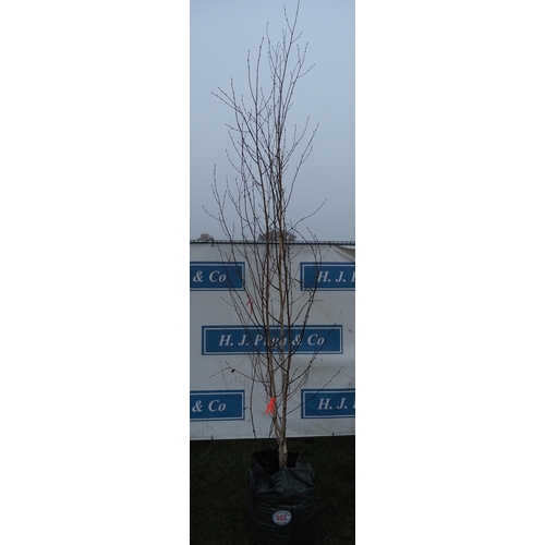 463 - Betula Utilis 10ft