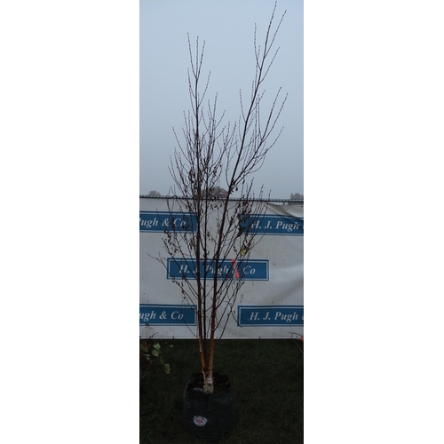 464 - Betula Fascination 12ft