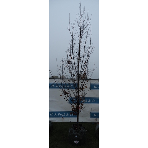 467 - Carpinus Betulus 12ft