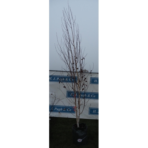 468 - Betula Utilis 12ft