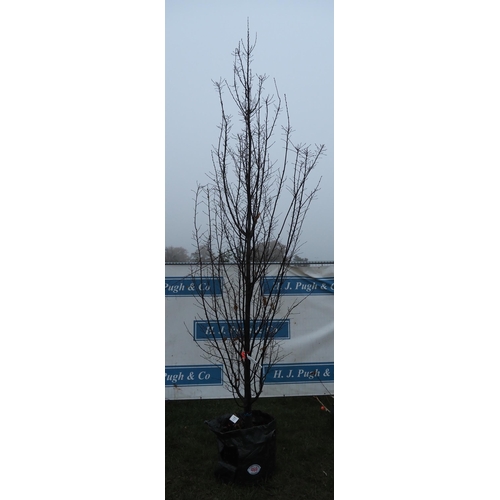 469 - Carpinus Betulus 14ft