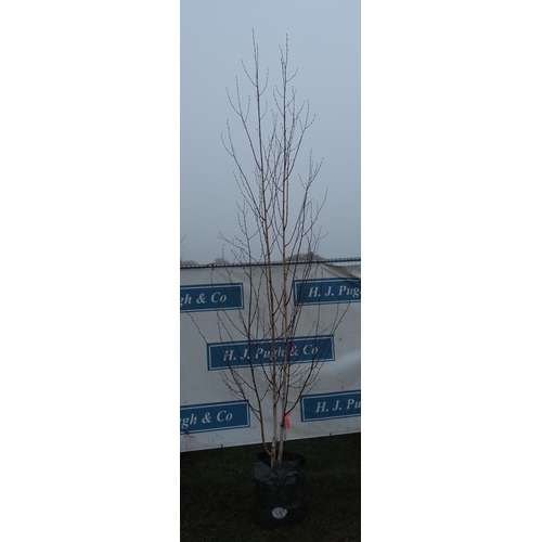 470 - Betula Utilis 10ft