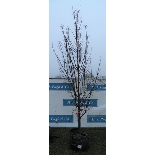 471 - Carpinus Betulus 12ft