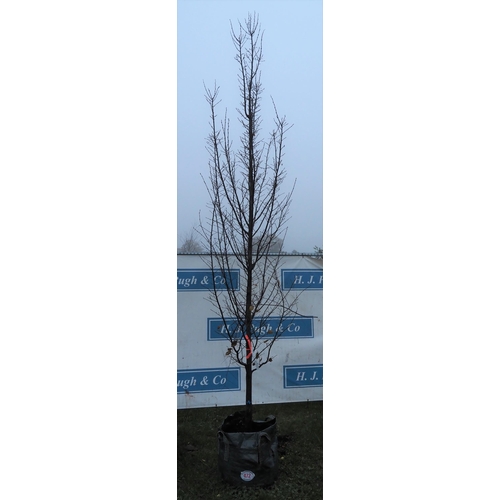 472 - Carpinus Betulus 12ft